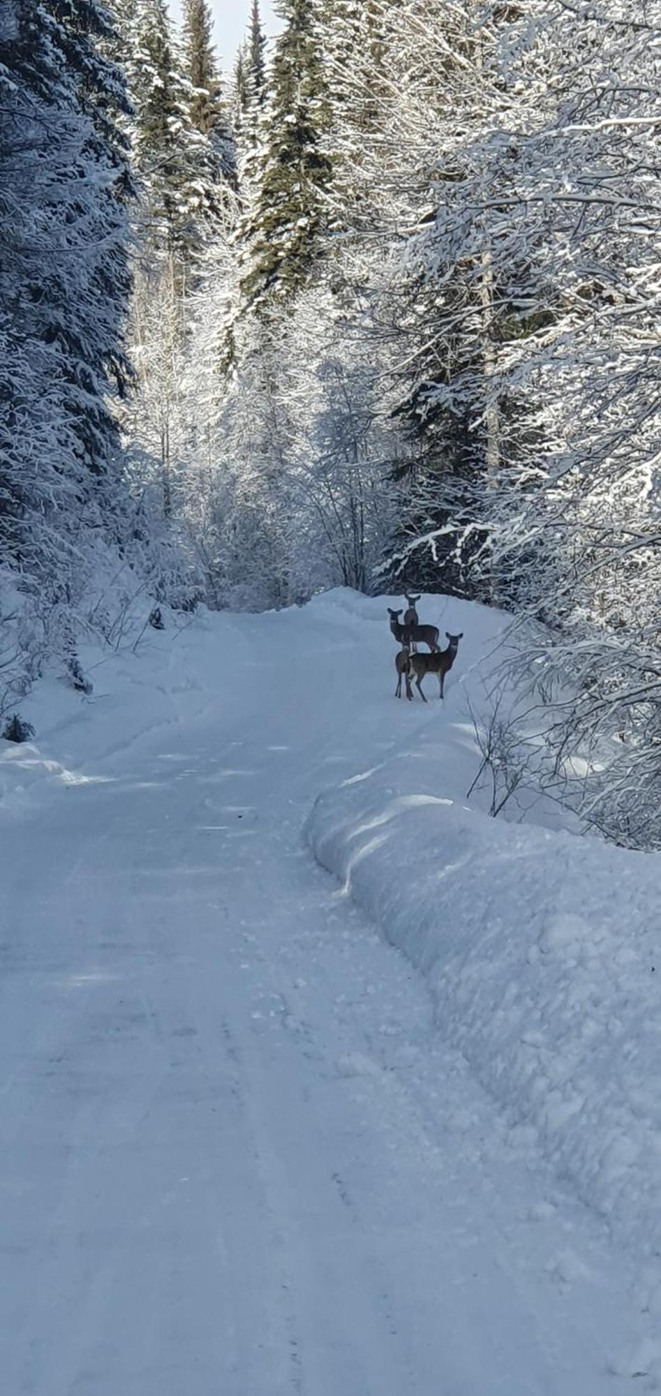 Alpine Meadows Lodge Golden Bagian luar foto